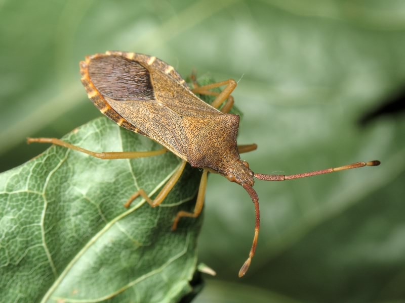Gonocerus acuteangulatus (Goeze, 1778)